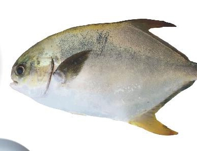 文萊金鯧魚
