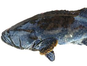 廣西石斑魚