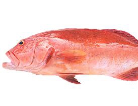 中國石斑魚